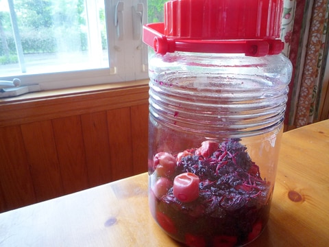 赤しそジュースの赤しそで梅干し漬け♪